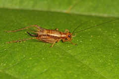 Anaxipha exigua