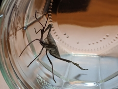 Acanthocephala declivis