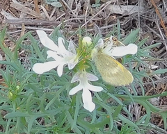 Teucrium laciniatum
