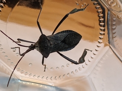 Acanthocephala declivis
