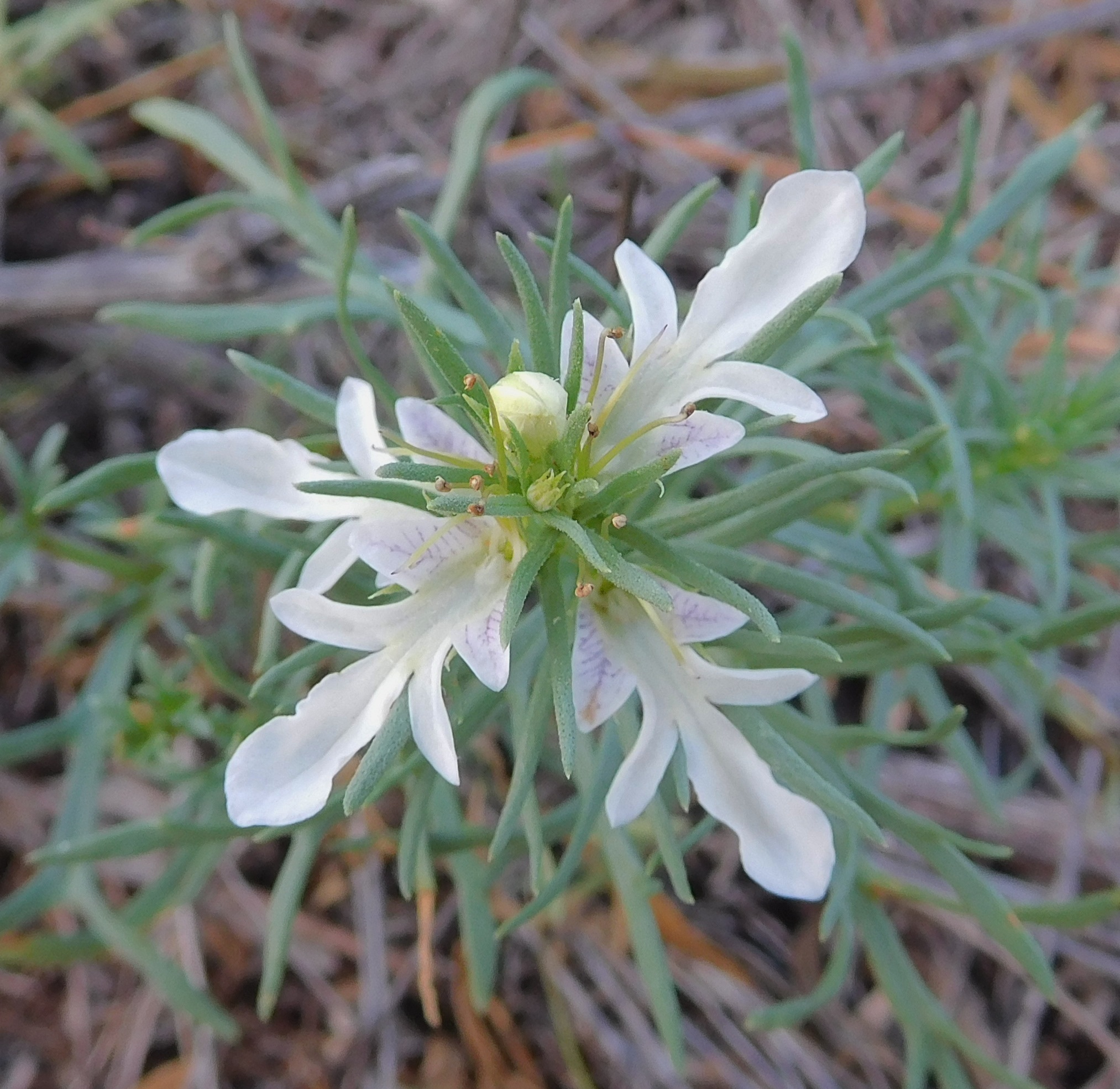 Teucrium laciniatum