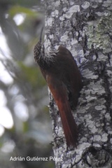 Lepidocolaptes leucogaster