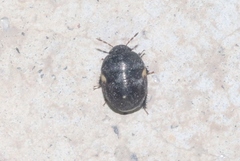 Cydnoides renormatus