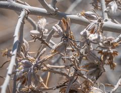 Tetradymia tetrameres