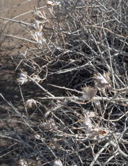 Tetradymia tetrameres