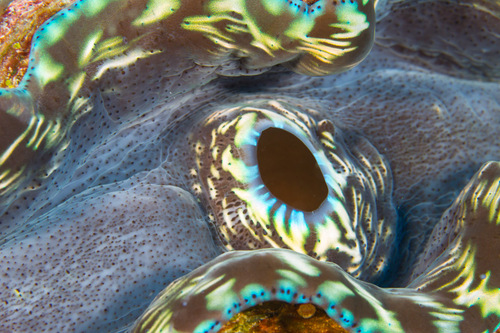 Smooth Giant Clam