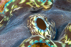 Tridacna derasa