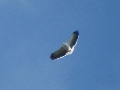 Mantled Hawk (Pseudastur polionotus), photo 7