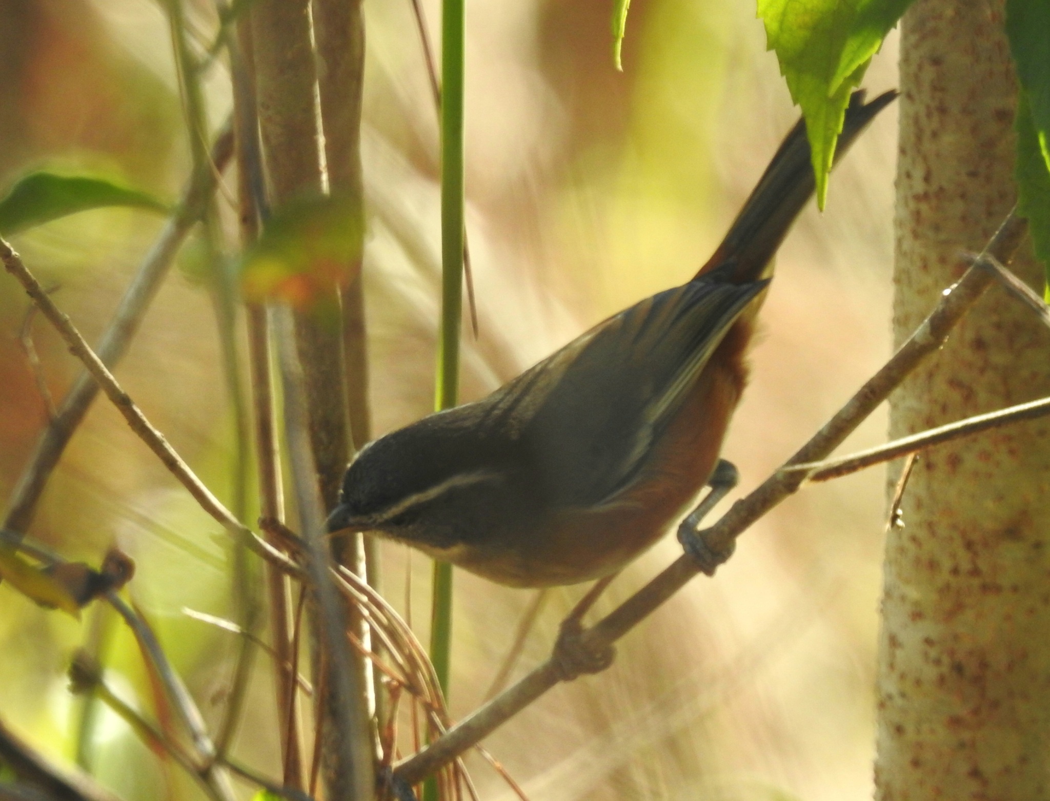 Grey-throated Warbling Finch (Microspingus cabanisi), photo 7