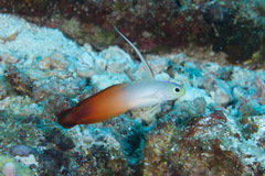 Fire Dartfish photo 2