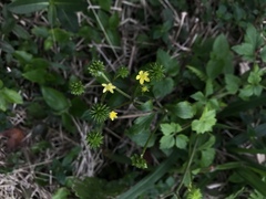 Ranunculus silerifolius