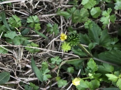 Ranunculus silerifolius