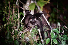Paradoxurus philippinensis