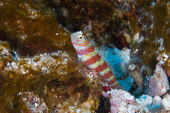 Amblyeleotris wheeleri