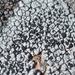 Tile Lichens - Photo (c) Carl-Adam Wegenschimmel, some rights reserved (CC BY-NC)
