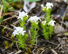 Asperula conferta