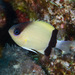 Pycnochromis retrofasciatus - Photo (c) Mark Rosenstein, alguns direitos reservados (CC BY-NC-SA)