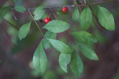 Ilex longipes