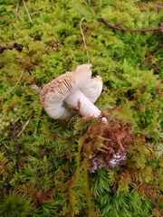 Tricholoma palustre