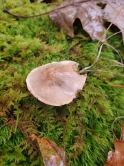 Tricholoma palustre
