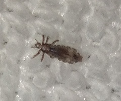 Pediculus humanus capitis