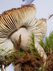 Tricholoma palustre