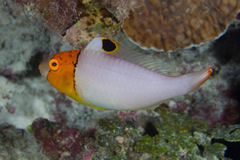 Cetoscarus ocellatus
