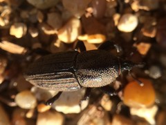 Sphenophorus coesifrons