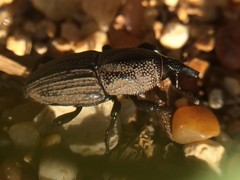 Sphenophorus coesifrons