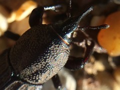 Sphenophorus coesifrons