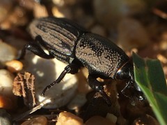 Sphenophorus coesifrons