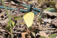 Eurema brigitta