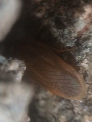 Compsodes schwarzi