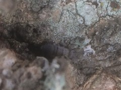 Entomobrya atrocincta