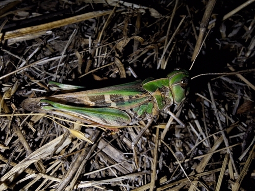 Handsome Cross Grasshopper