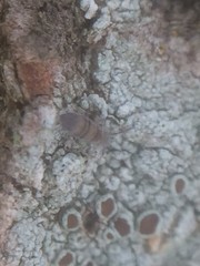 Entomobrya atrocincta