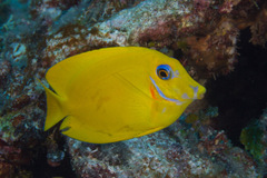 Acanthurus pyroferus