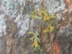 Entomobrya atrocincta