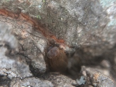 Compsodes schwarzi