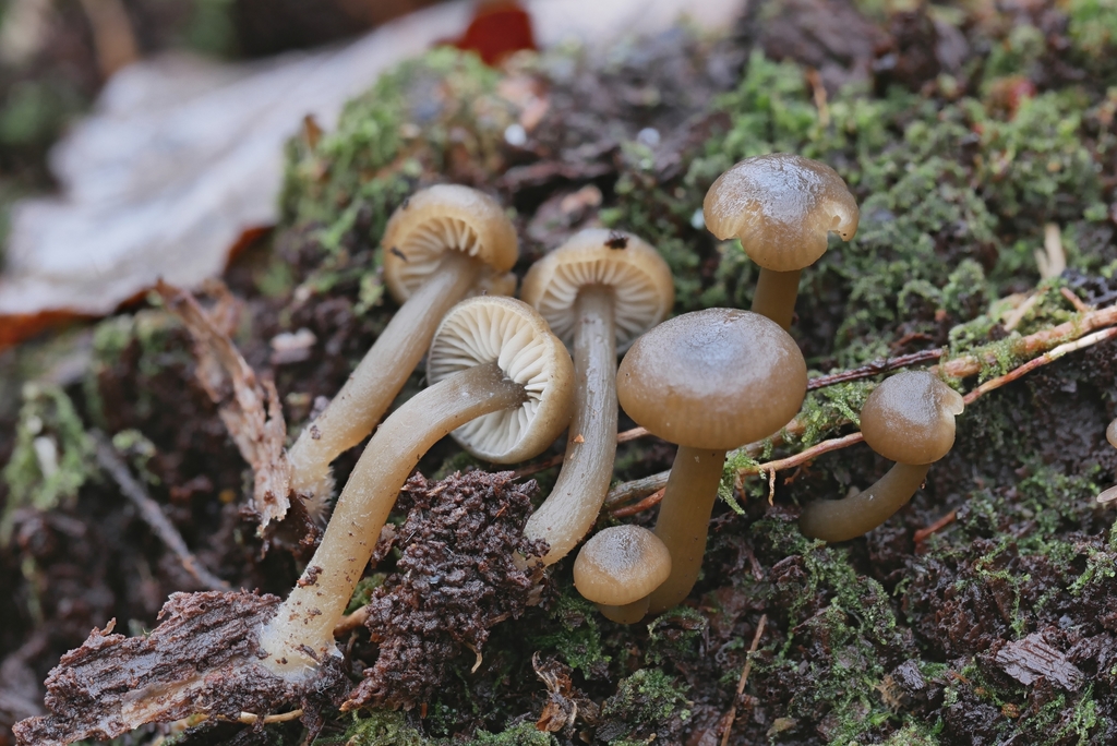 Clitocybe subditopoda