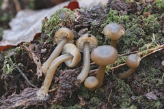 Clitocybe subditopoda