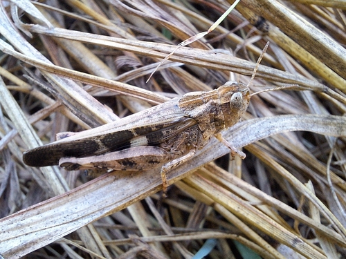 Broad Green-winged Grasshopper