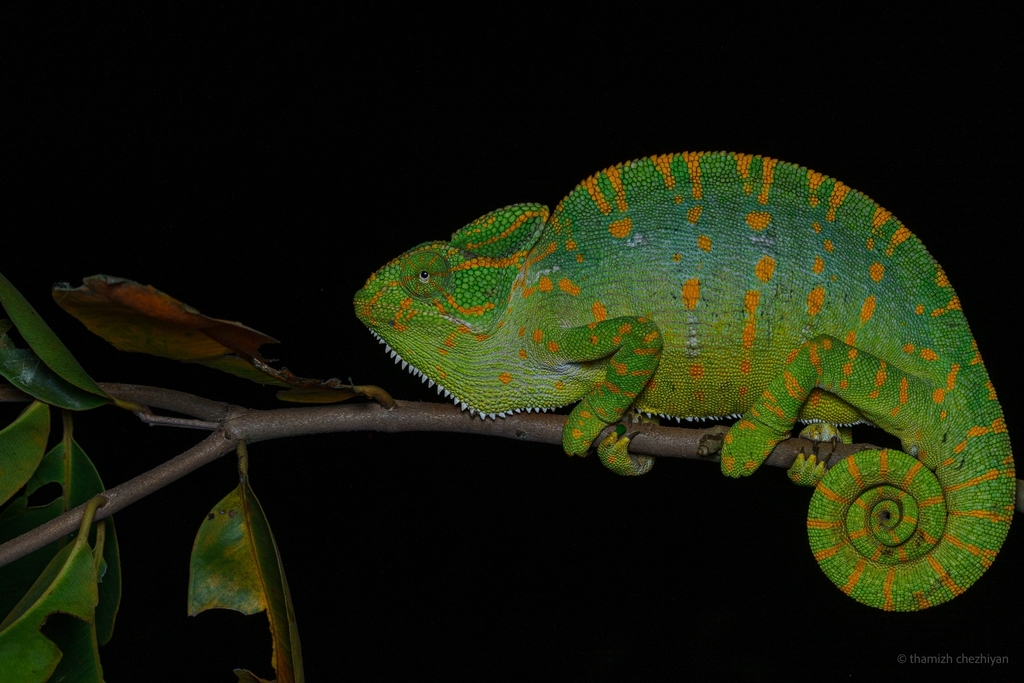 Indian Chameleon