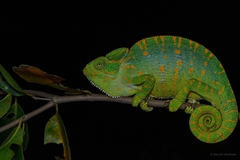 Indian Chameleon photo 1
