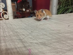 Mesocricetus auratus