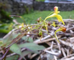 Impatiens racemosa
