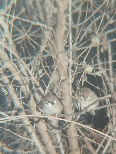 Eurasian Tree Sparrow