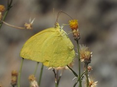 Phoebis agarithe fisheri