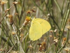 Phoebis agarithe fisheri