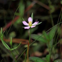 Sabatia stellaris